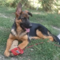 Erick, black and tan German Shepherd Dog for sale
