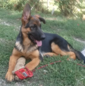 German Shepherd Dog puppy for sale