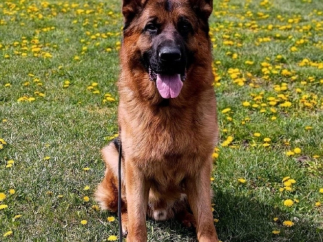 Deutscher Schäferhund Welpe kaufen