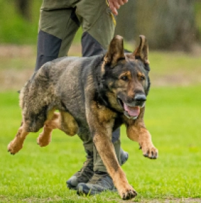Deutscher Schäferhund Welpe kaufen