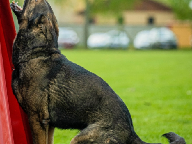 Perros Pastor Alemán en venta