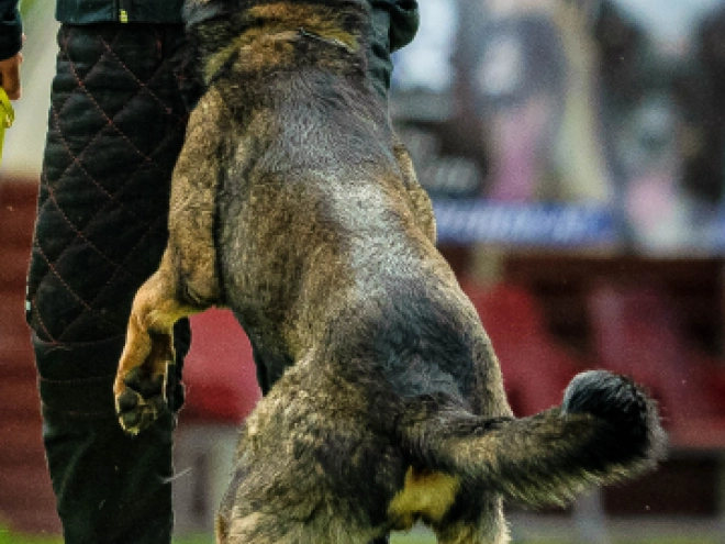 Perros Pastor Alemán en venta