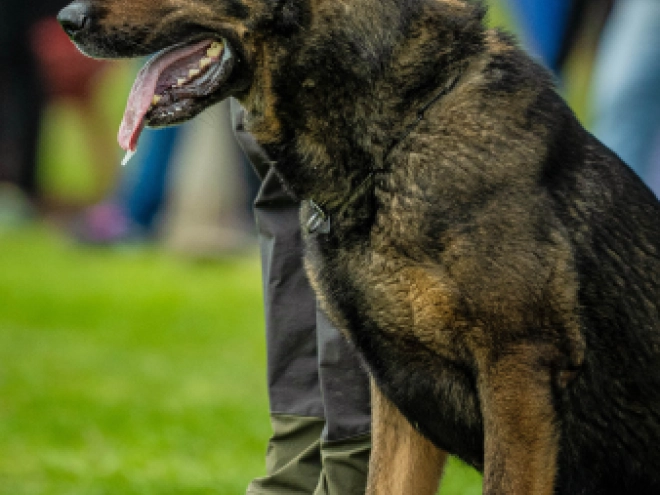 Perros Pastor Alemán en venta