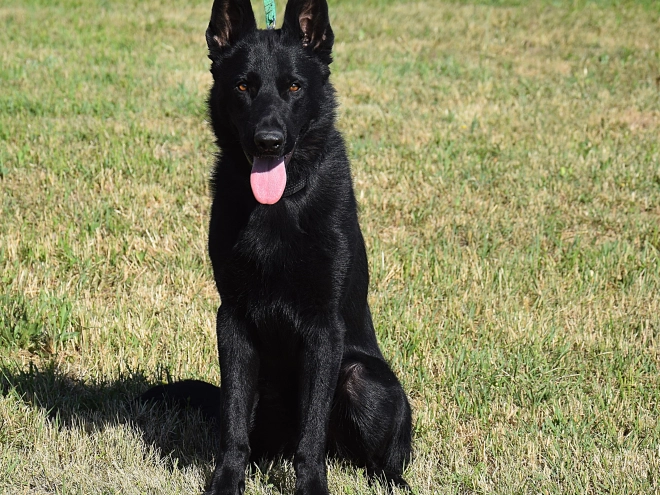 Deutscher Schäferhund Welpe kaufen