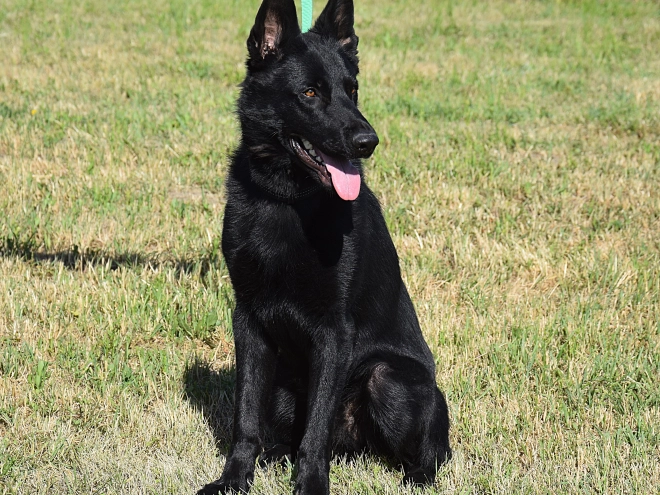 Deutscher Schäferhund Welpe kaufen