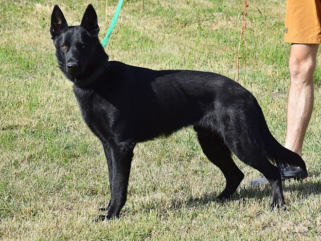 Deutscher Schäferhund Welpe kaufen