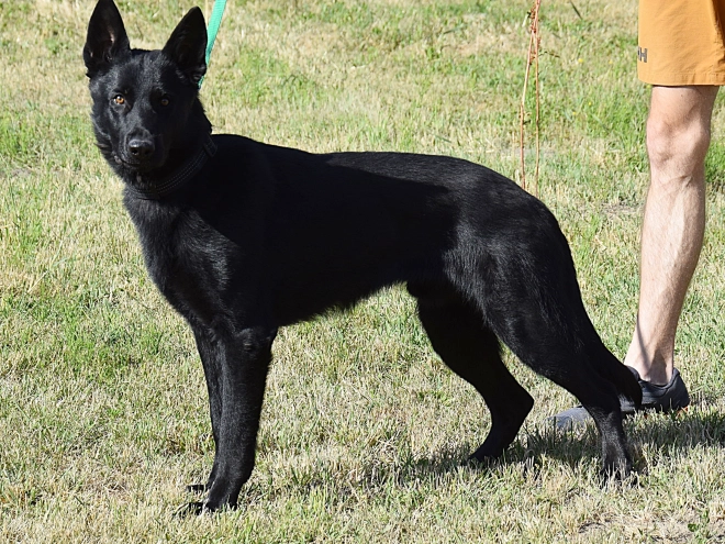 Deutscher Schäferhund Welpe kaufen