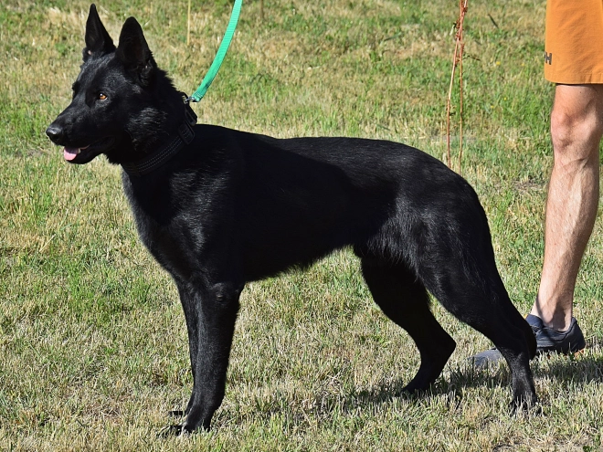 Deutscher Schäferhund Welpe kaufen