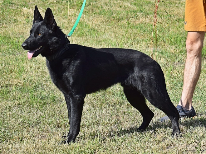Deutscher Schäferhund Welpe kaufen