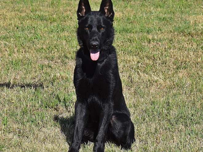 Deutscher Schäferhund Welpe kaufen
