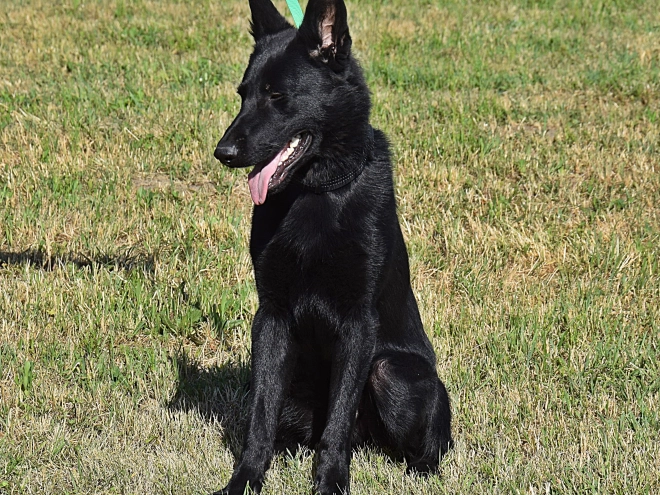 Deutscher Schäferhund Welpe kaufen