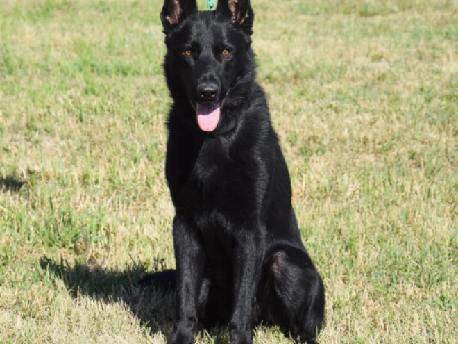 Deutscher Schäferhund Welpe kaufen