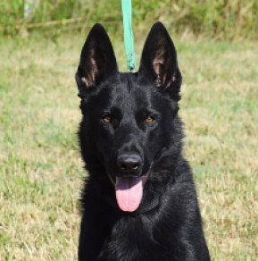 Perros Pastor Alemán en venta