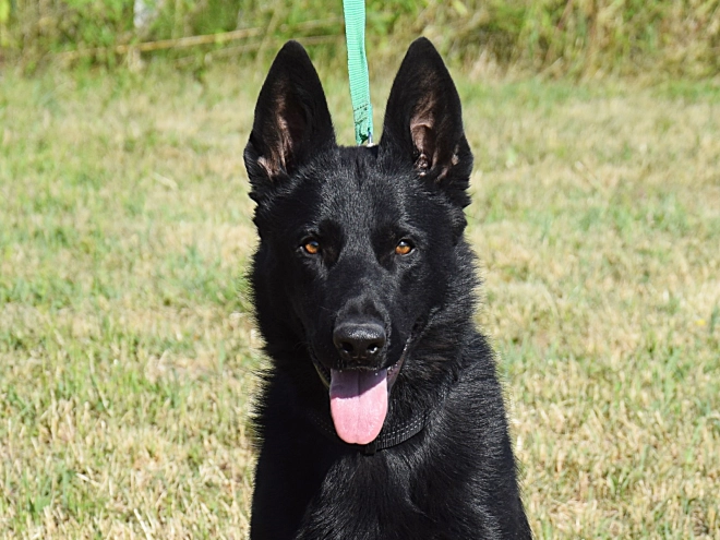 Deutscher Schäferhund Welpe kaufen