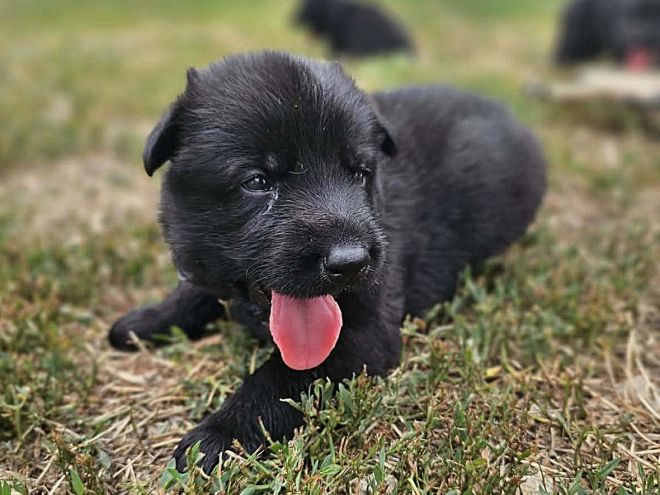 German Shepherd Dog puppy for sale