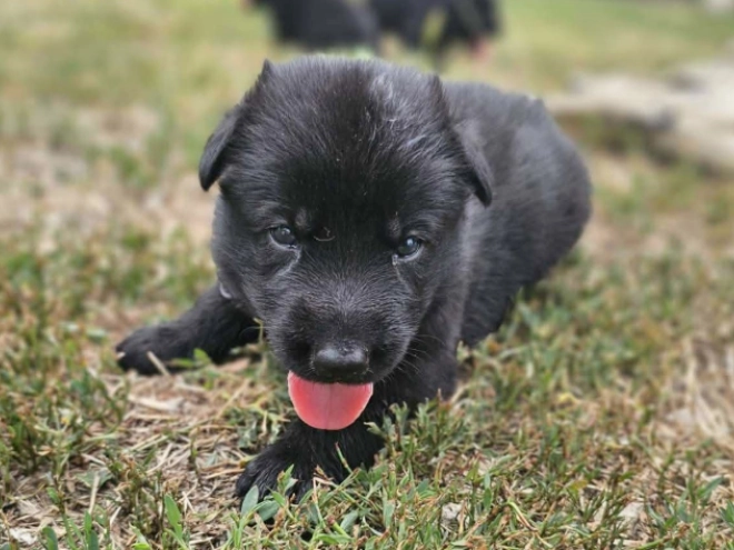 German Shepherd Dog puppy for sale
