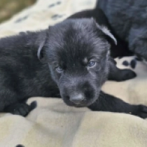 Bullet, black German Shepherd Dog for sale