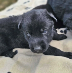 German Shepherd Dog puppy for sale
