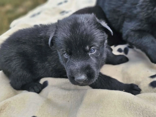 German Shepherd Dog puppy for sale