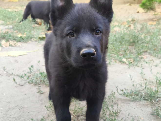German Shepherd Dog puppy for sale