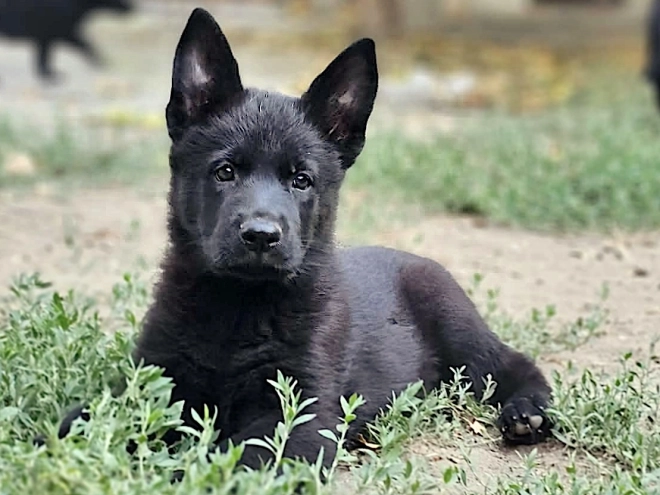 German Shepherd Dog puppy for sale