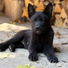German Shepherd Dog puppy for sale