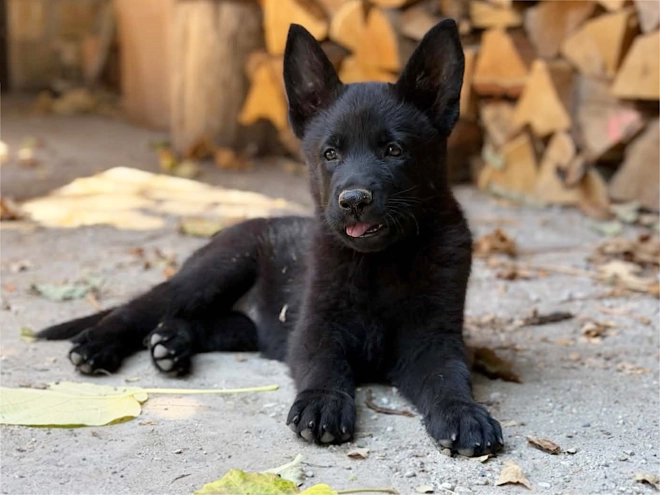 German Shepherd Dog puppy for sale