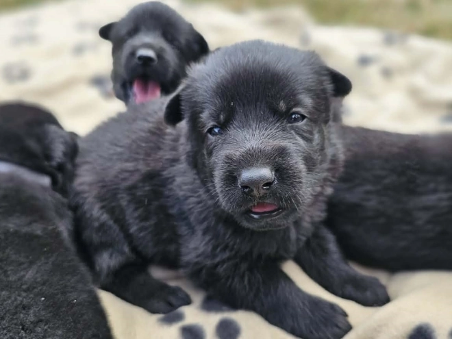 German Shepherd Dog puppy for sale