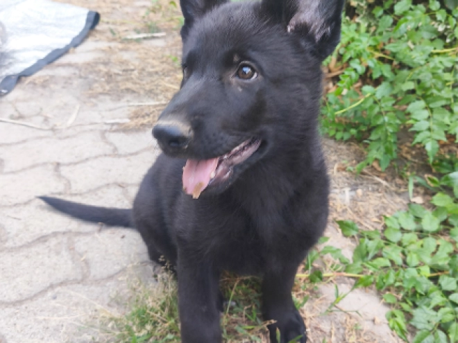 German Shepherd Dog puppy for sale