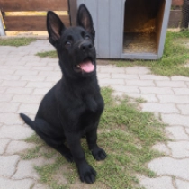 Strongheart, black Deutscher Schäferhund Welpen kaufen