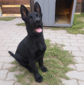 Strongheart, black Deutscher Schäferhund Welpen kaufen
