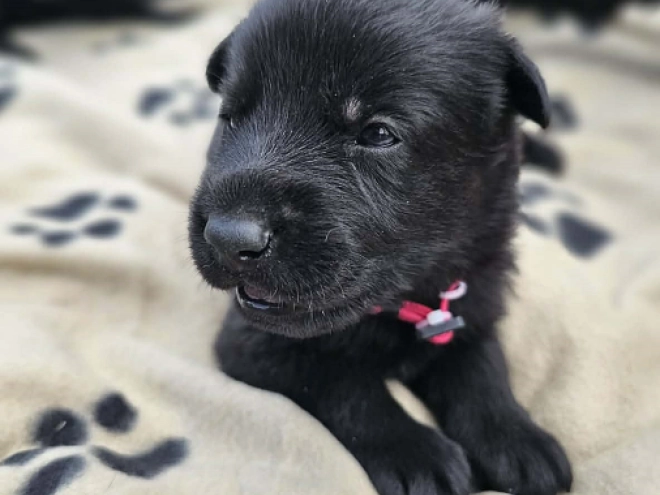 German Shepherd Dog puppy for sale