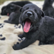 Strongheart, black German Shepherd Dog for sale