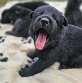 German Shepherd Dog puppy for sale