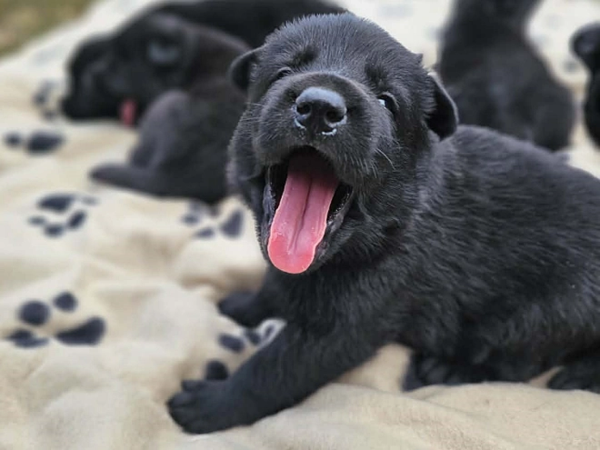 German Shepherd Dog puppy for sale