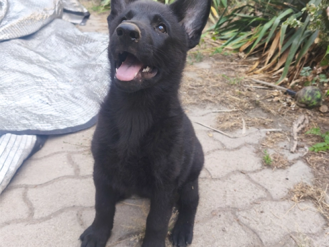 German Shepherd Dog puppy for sale