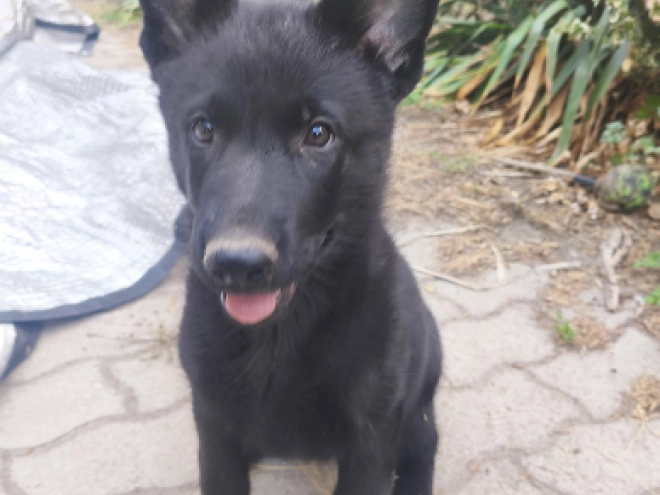 German Shepherd Dog puppy for sale
