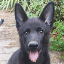 Strongheart, black Deutscher Schäferhund Welpen kaufen