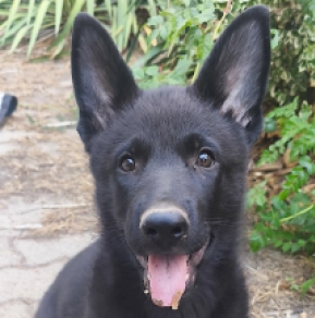 German Shepherd Dog puppy for sale