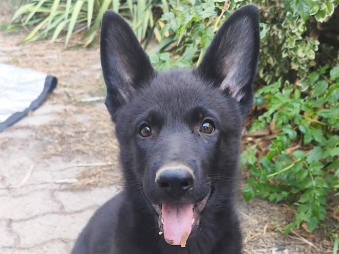 German Shepherd Dog puppy for sale