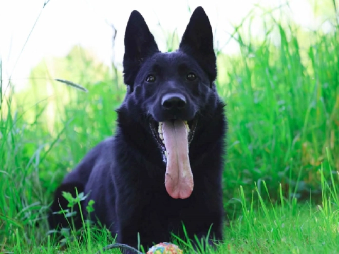 German Shepherd Dog puppy for sale