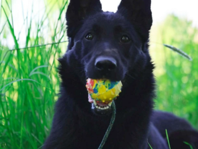 German Shepherd Dog puppy for sale
