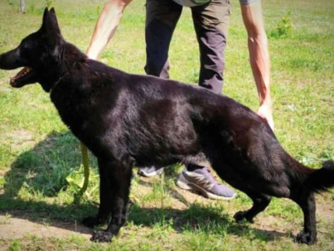 German Shepherd Dog puppy for sale