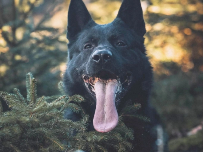 German Shepherd Dog puppy for sale