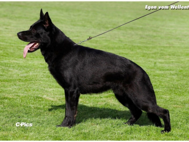 German Shepherd Dog puppy for sale