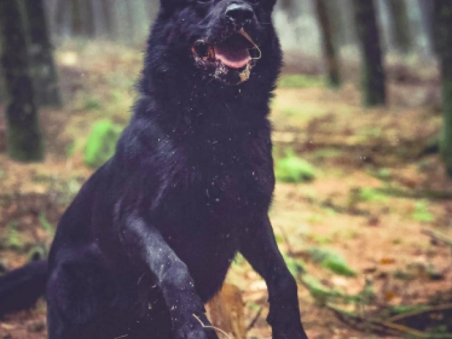 German Shepherd Dog puppy for sale