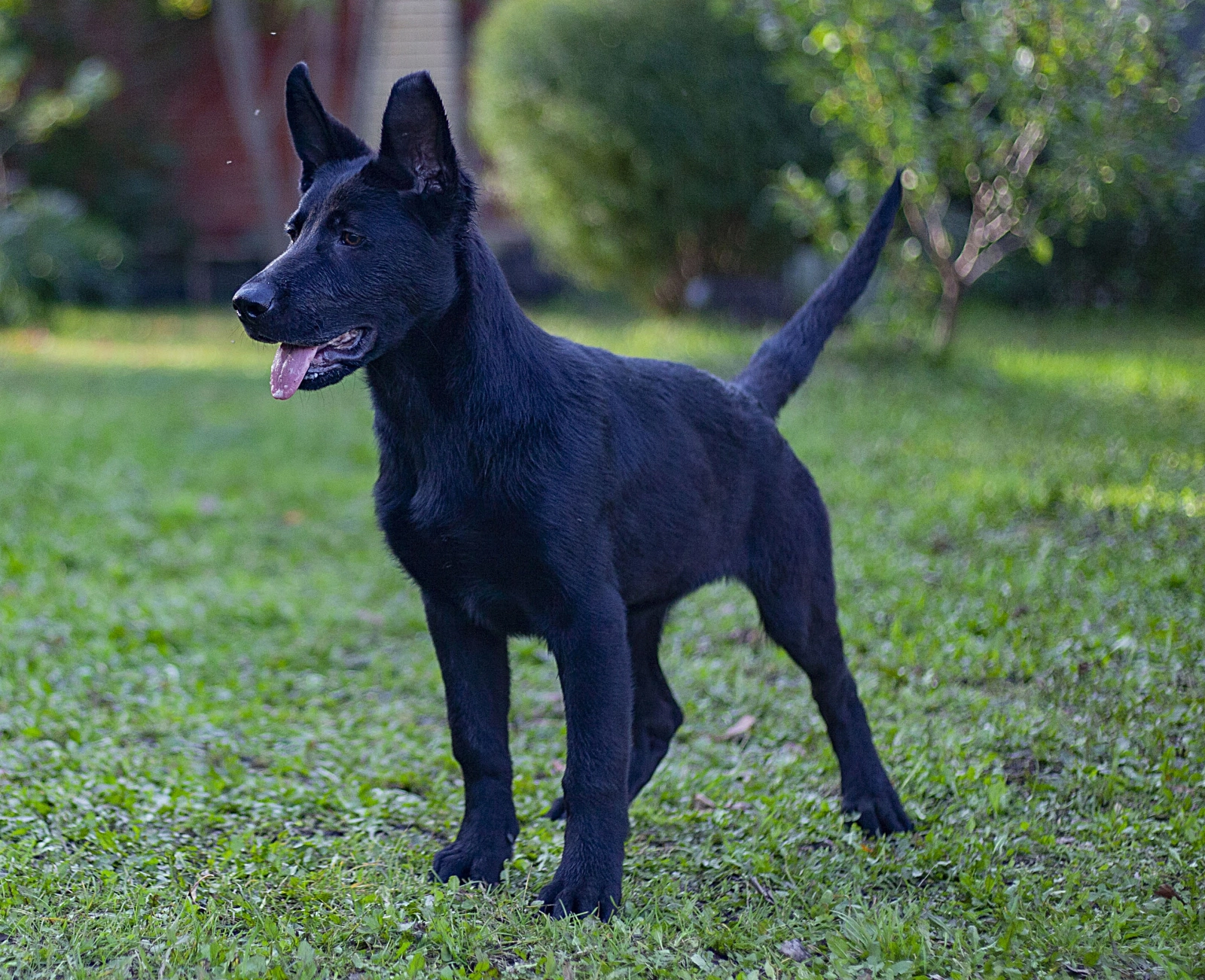 Deutscher Schäferhund: Preis, Charakter und Eigenschaften - Tipaw, image size:1600x1302