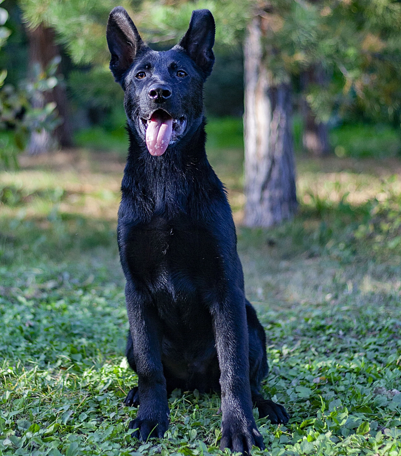 German Shepherd: Training, Care \u0026 Facts About America's Favorite Working Dog, image size:1408x1600