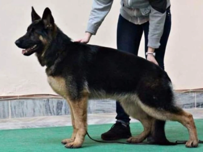 Deutscher Schäferhund Welpe kaufen