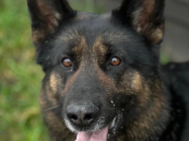 Deutscher Schäferhund Welpe kaufen